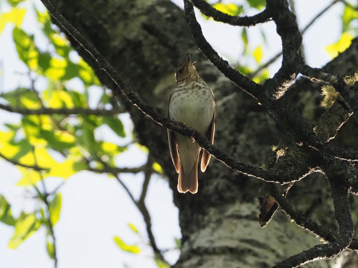 Swainson's Thrush - ML620286143