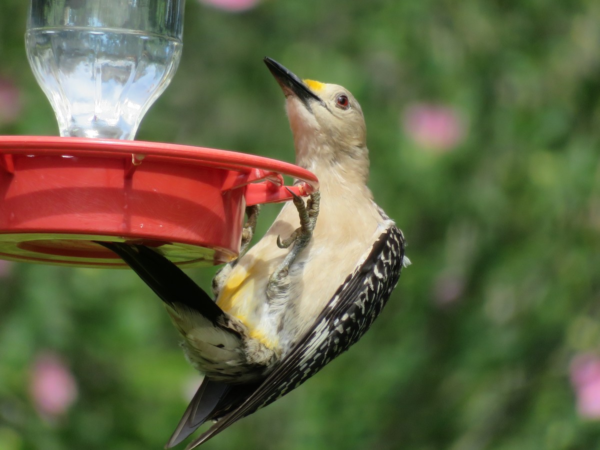 Golden-fronted Woodpecker - ML620286155