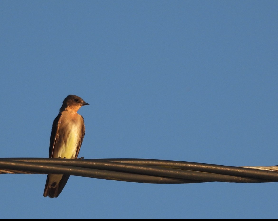 Southern Rough-winged Swallow - ML620286156