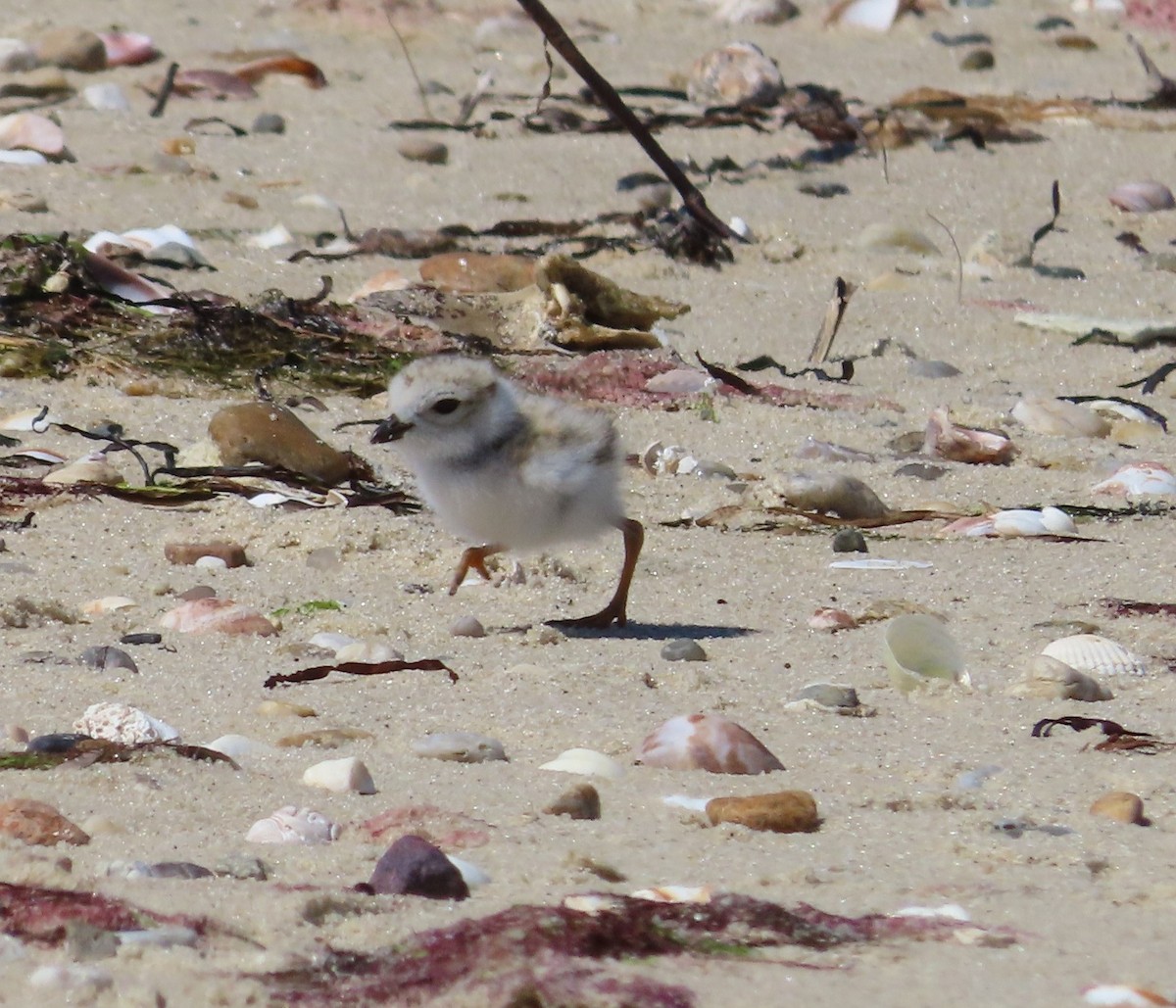 Piping Plover - ML620286160