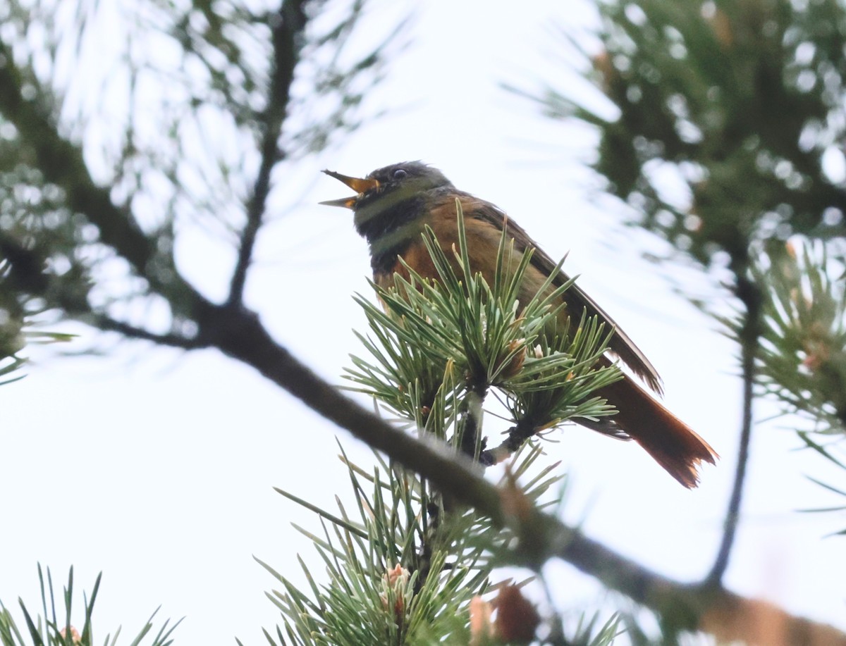 Common Redstart - ML620286161