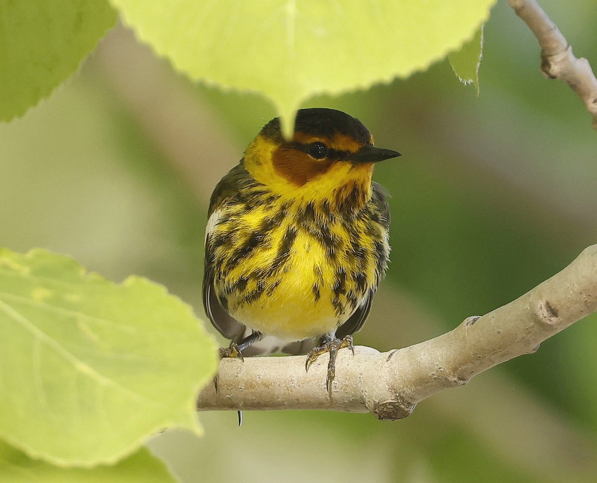 Cape May Warbler - ML620286163