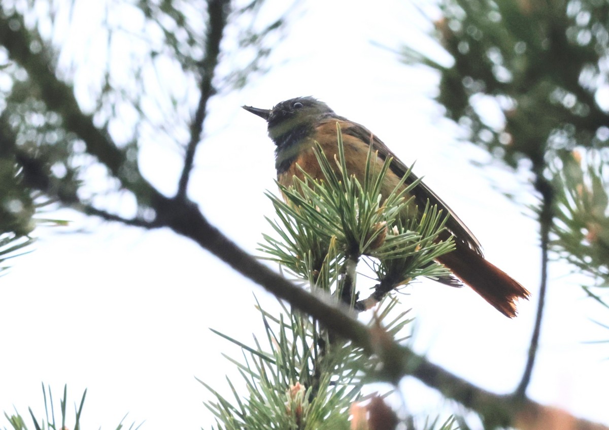 Common Redstart - ML620286165