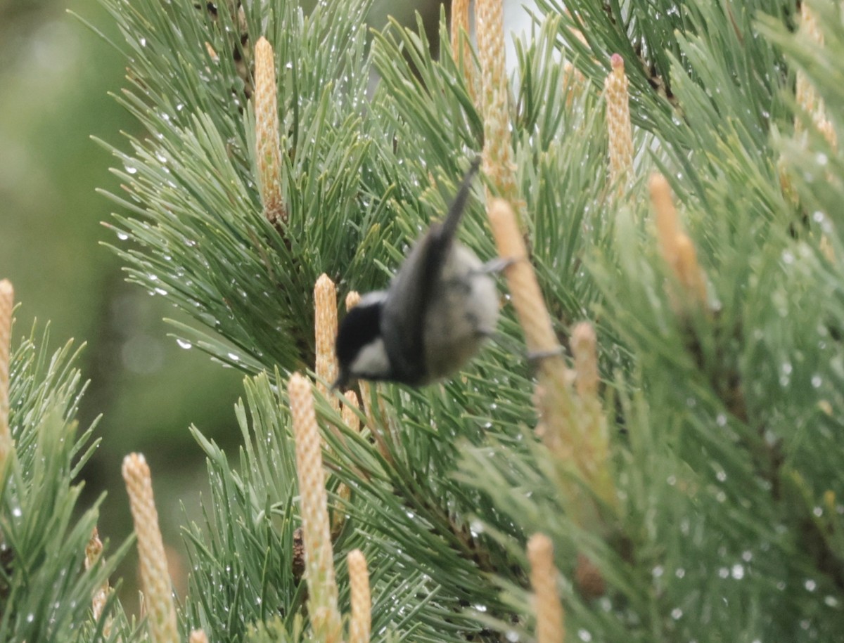 Coal Tit - ML620286173