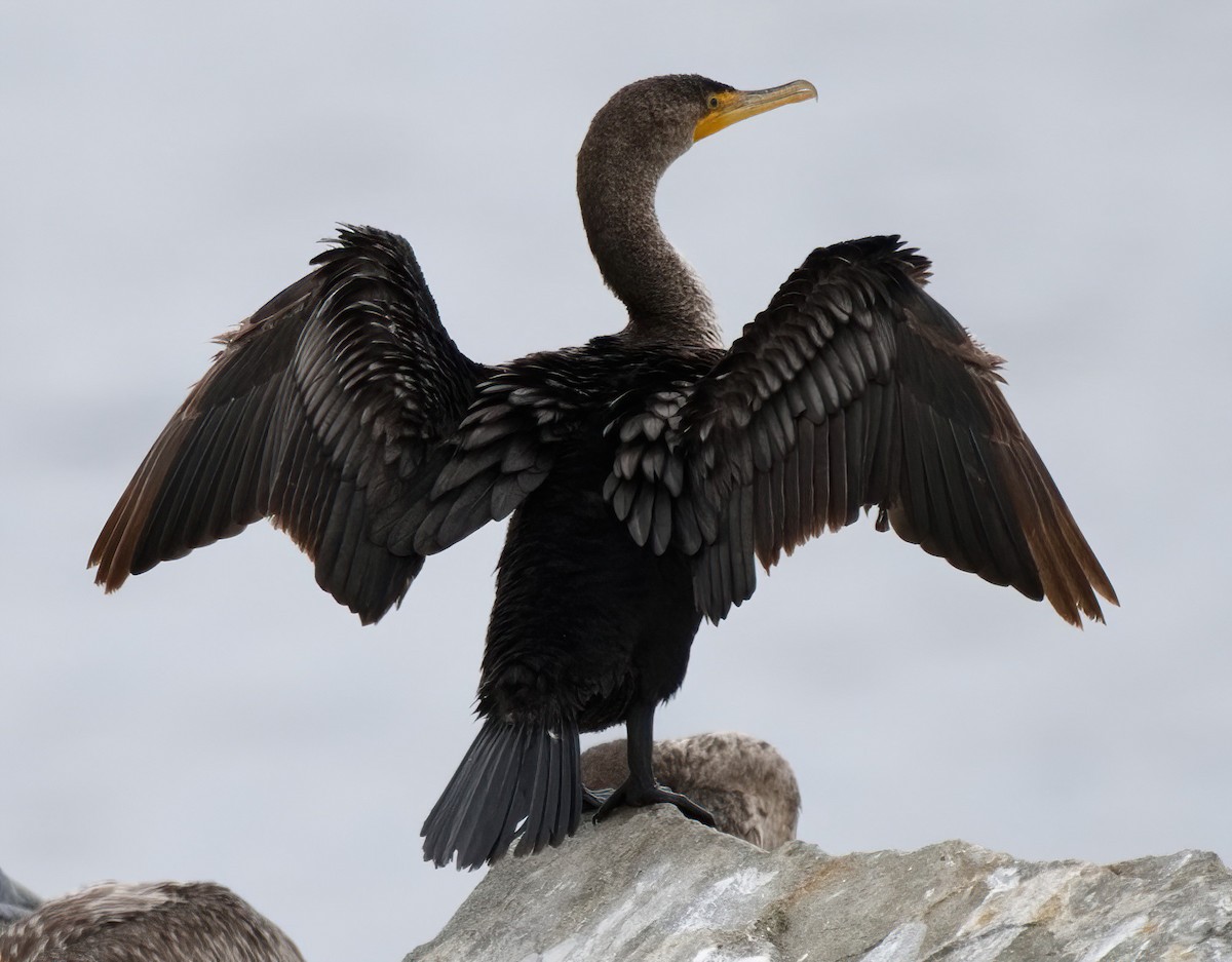 Cormorán Orejudo - ML620286174