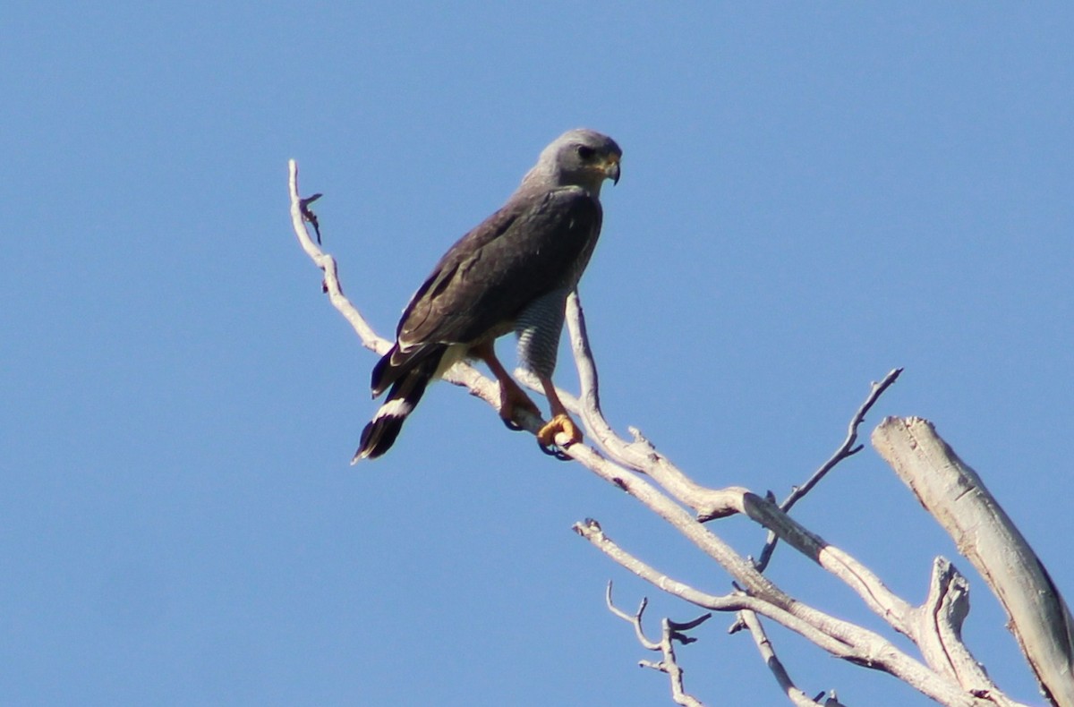 Gray Hawk - ML620286178