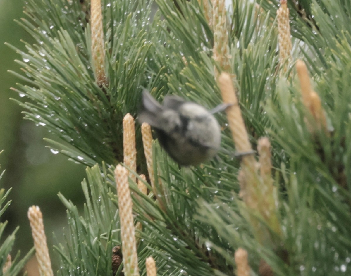 Coal Tit - ML620286179