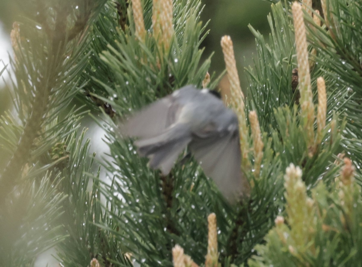 Coal Tit - ML620286180