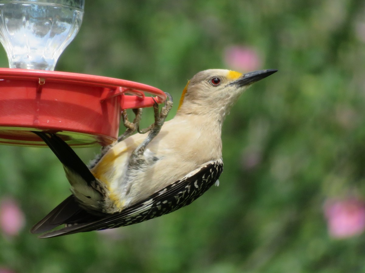 Golden-fronted Woodpecker - ML620286182