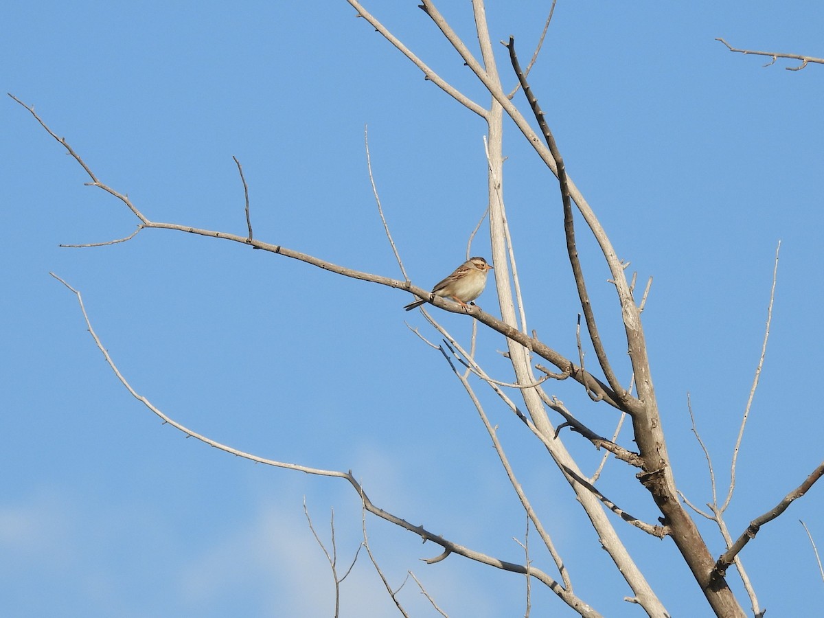 Clay-colored Sparrow - ML620286183