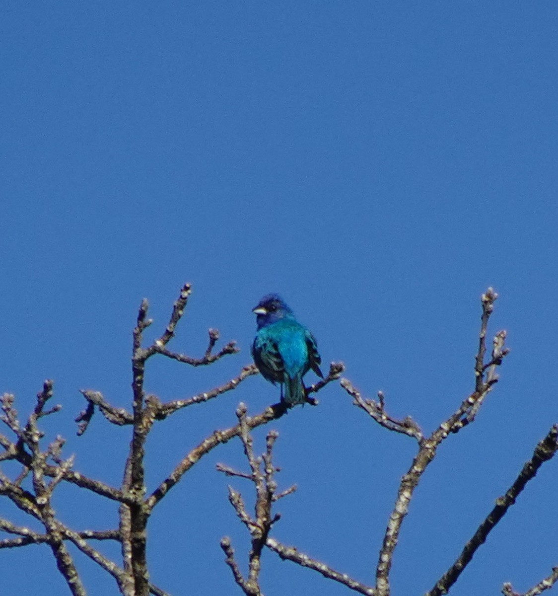 Indigo Bunting - ML620286186