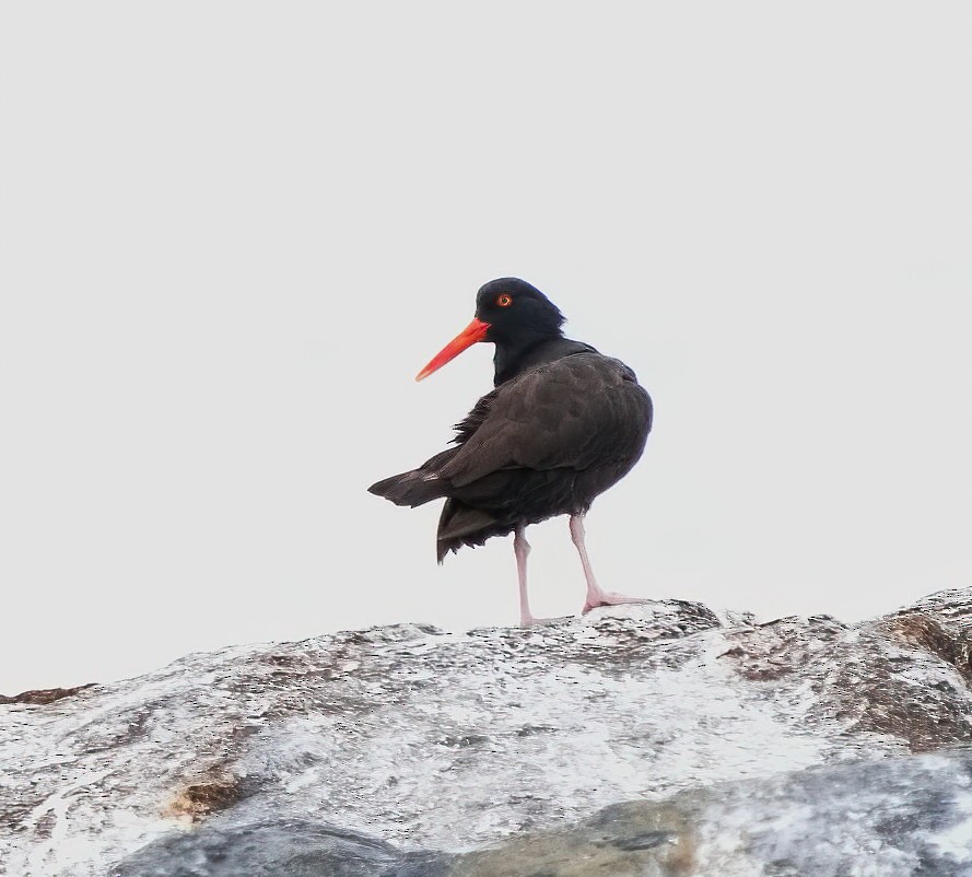 Black Oystercatcher - ML620286195