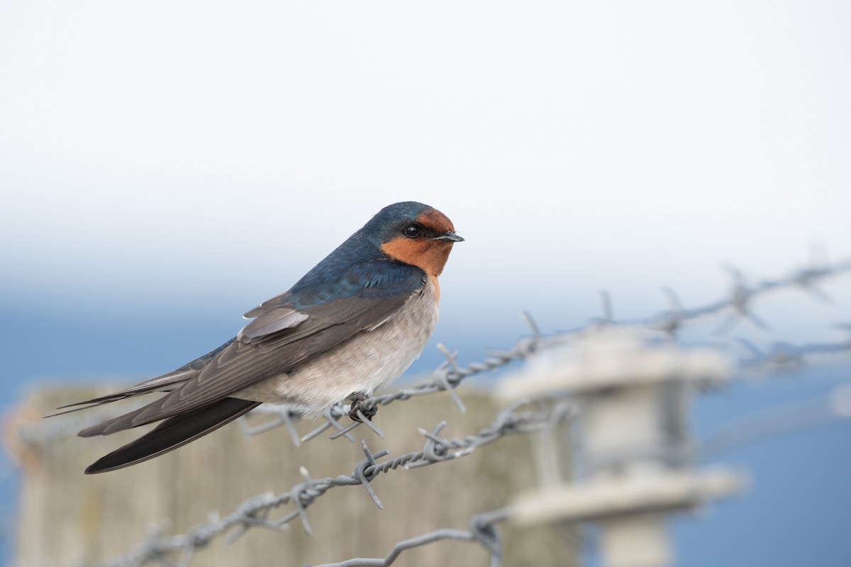 Golondrina Australiana - ML620286196