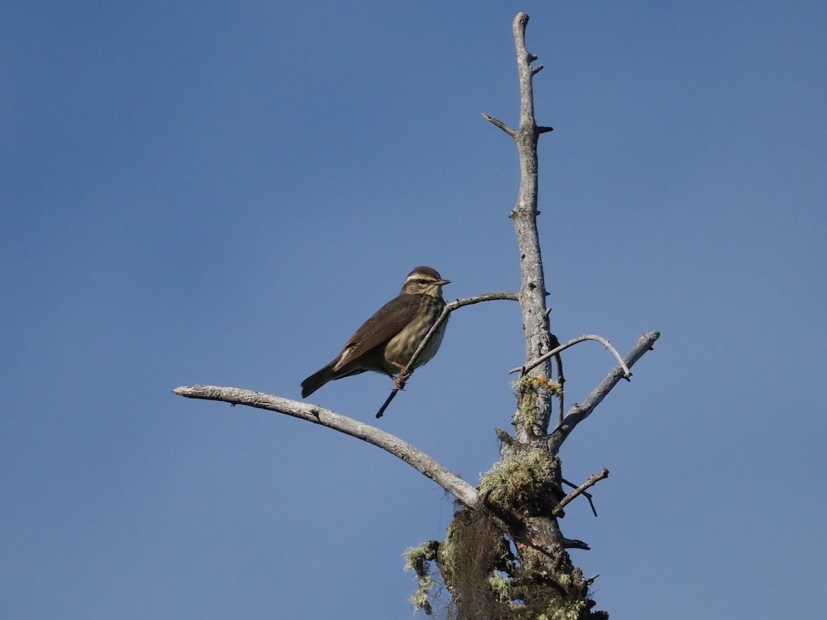 Northern Waterthrush - ML620286197