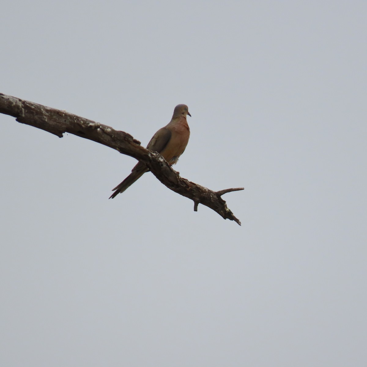 Mourning Dove - ML620286199