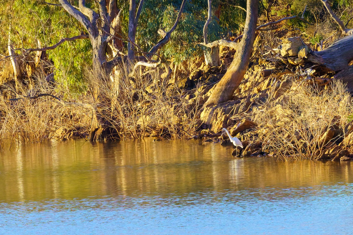 Great Egret - ML620286200