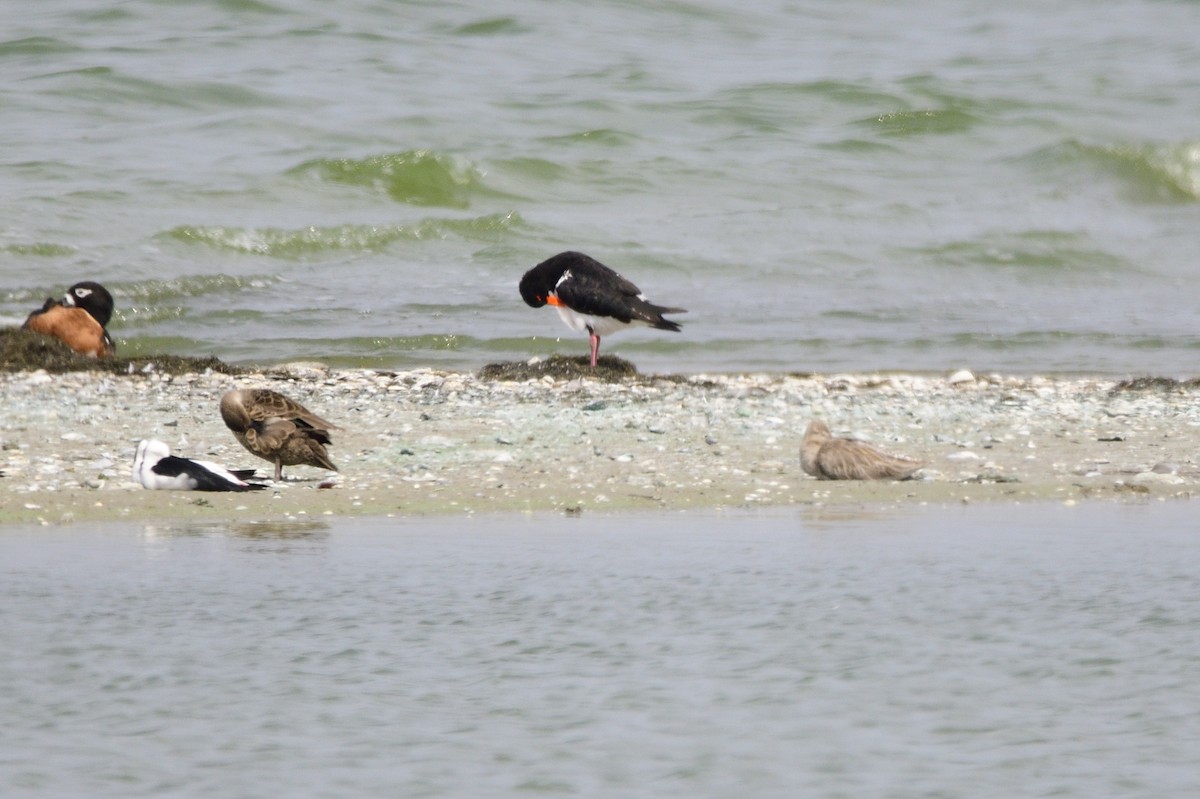 Pied Oystercatcher - ML620286201