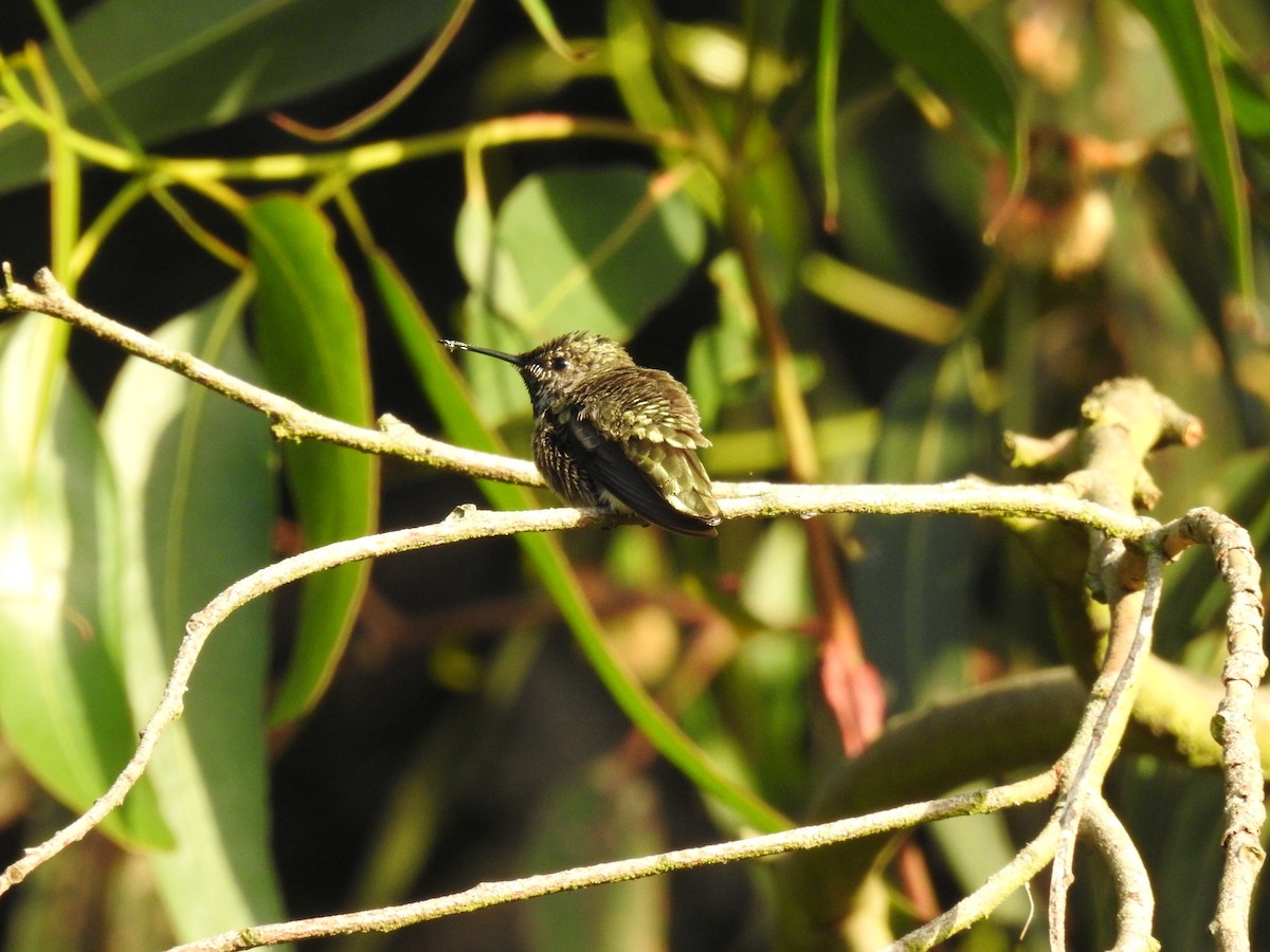 Anna's Hummingbird - ML620286204