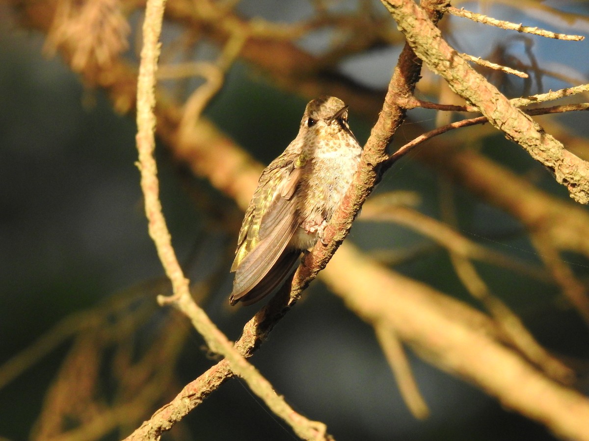 Anna's Hummingbird - ML620286205