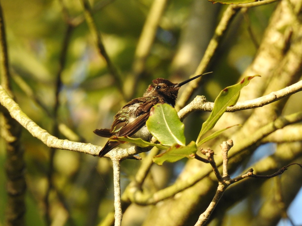 rødmaskekolibri - ML620286206