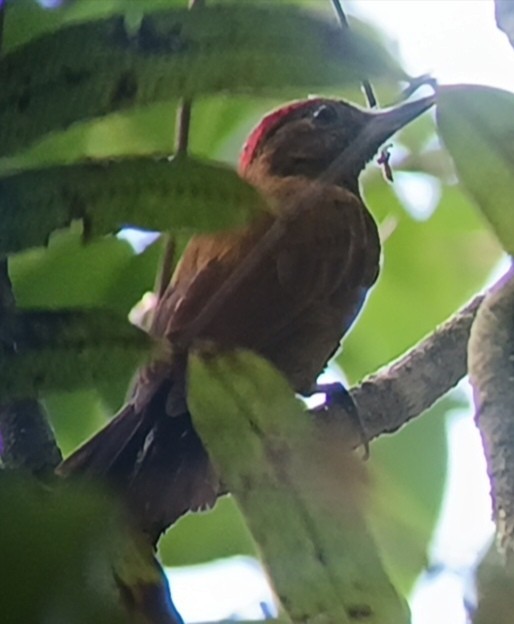 Smoky-brown Woodpecker - ML620286210