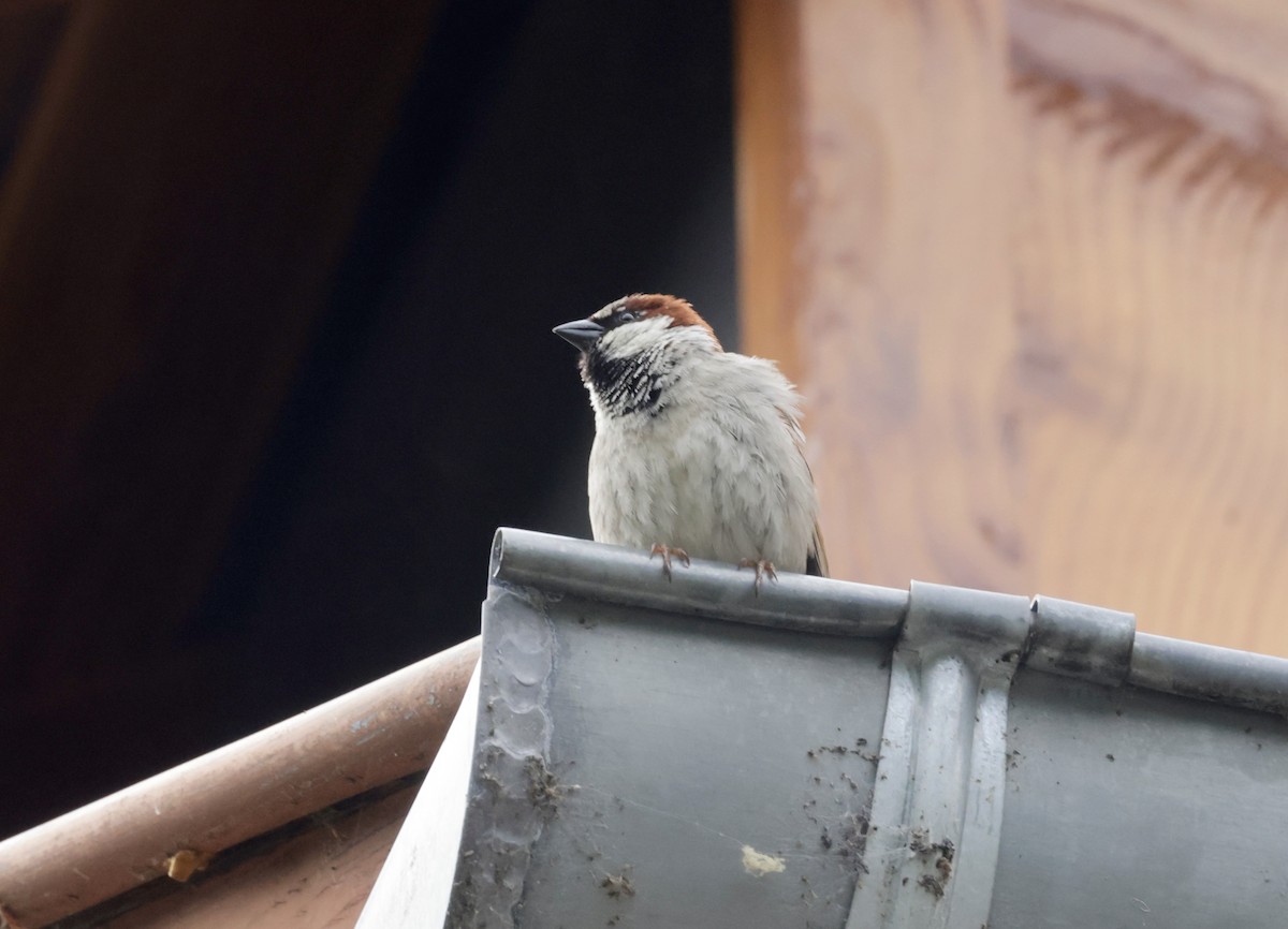 House Sparrow - ML620286211