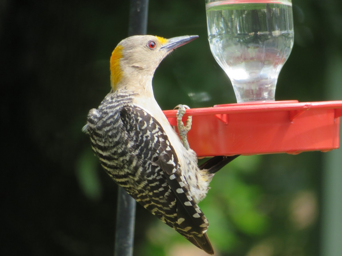Golden-fronted Woodpecker - ML620286213
