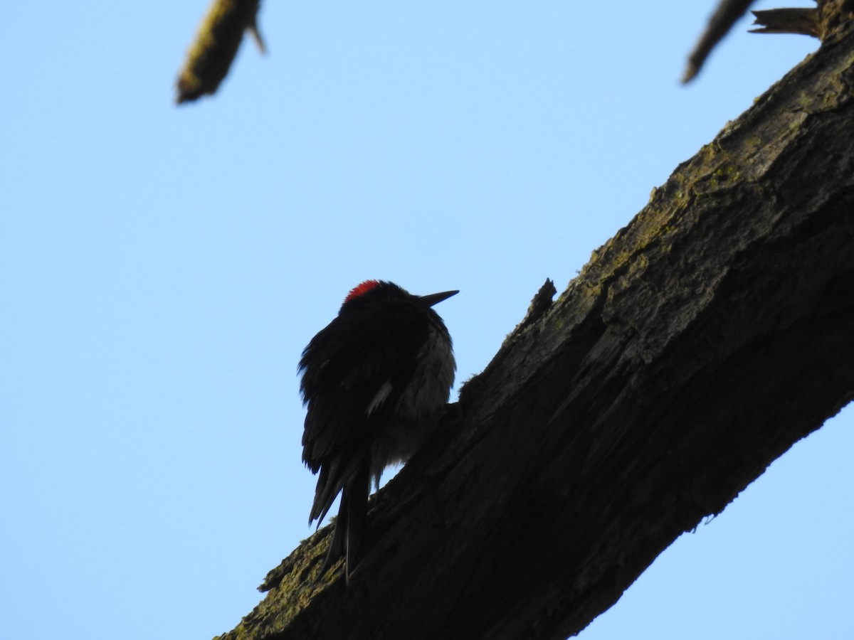 Acorn Woodpecker - ML620286215