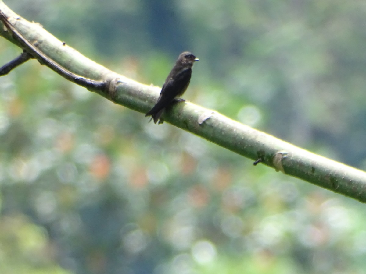 White-thighed Swallow - ML620286222