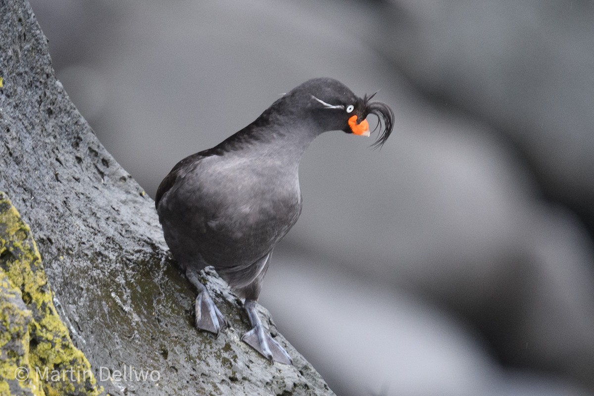 Crested Auklet - ML620286223