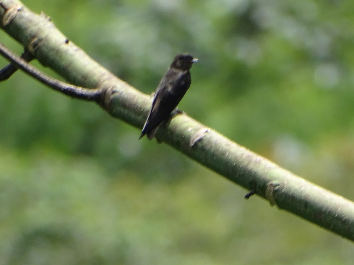 White-thighed Swallow - ML620286224