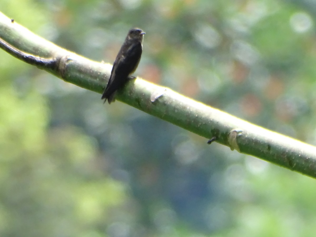 White-thighed Swallow - ML620286225