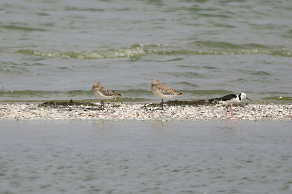 Bar-tailed Godwit - ML620286226