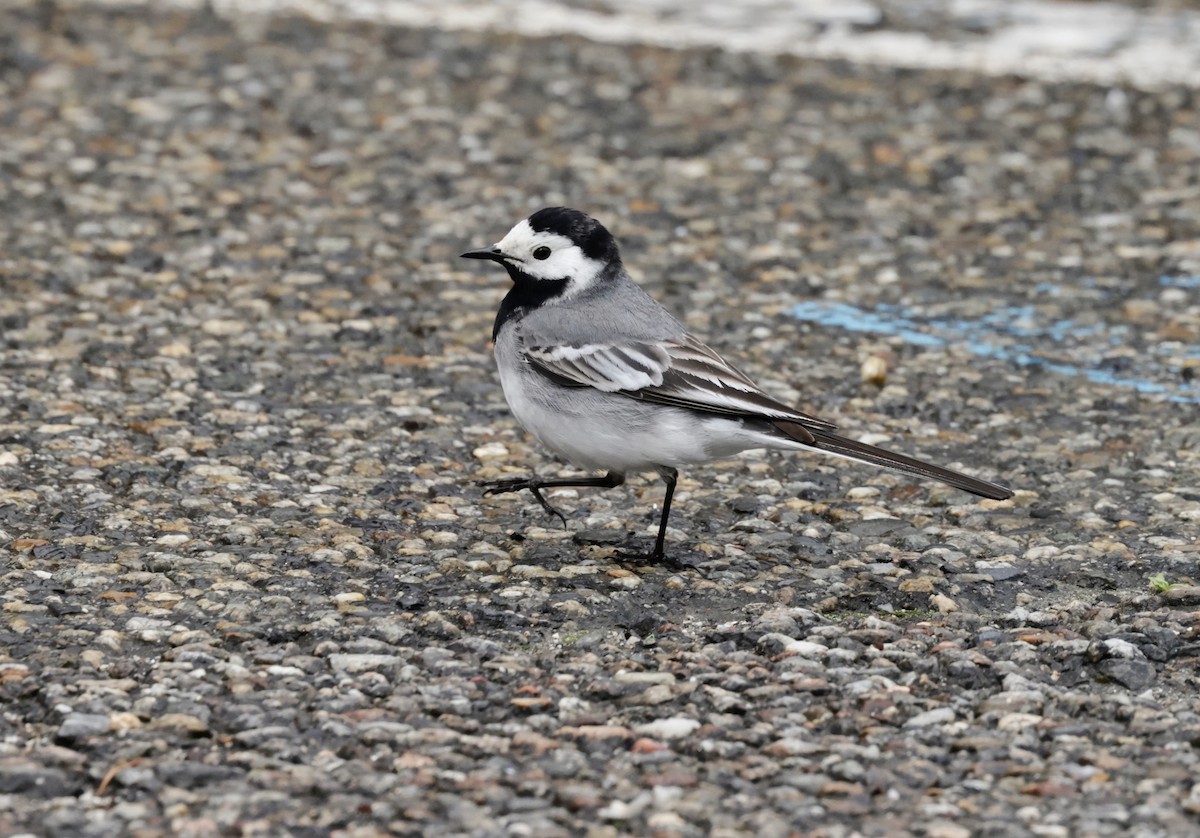 White Wagtail - ML620286232