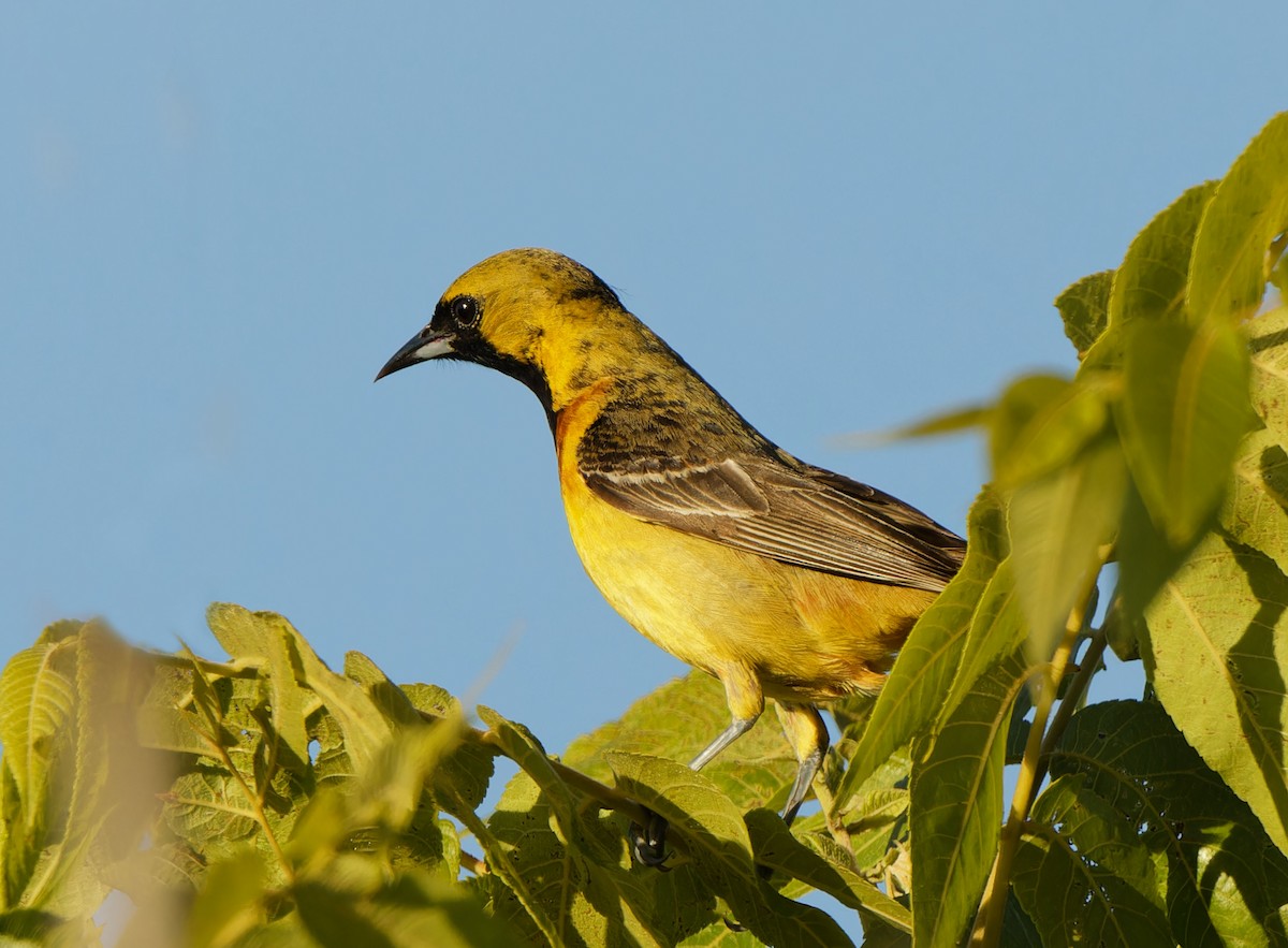 Oriole des vergers - ML620286233