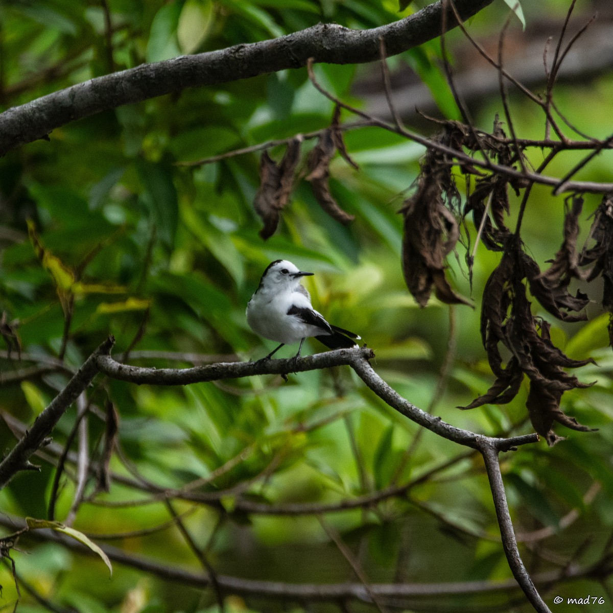 Pied Water-Tyrant - ML620286234