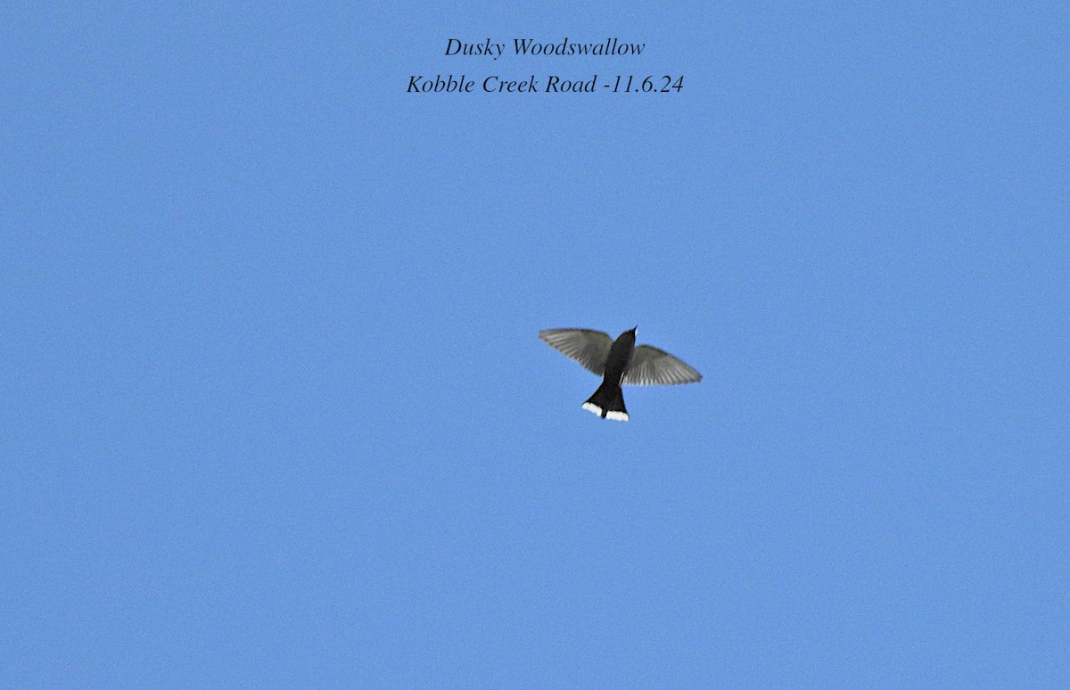 Dusky Woodswallow - ML620286242