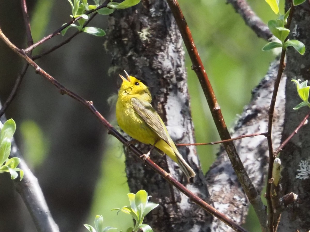 Wilson's Warbler - ML620286243