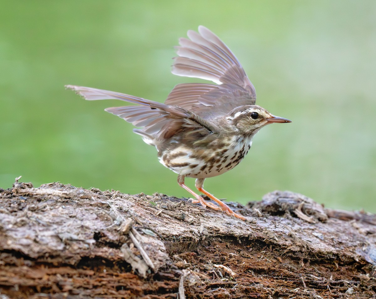 Louisiana Waterthrush - ML620286248