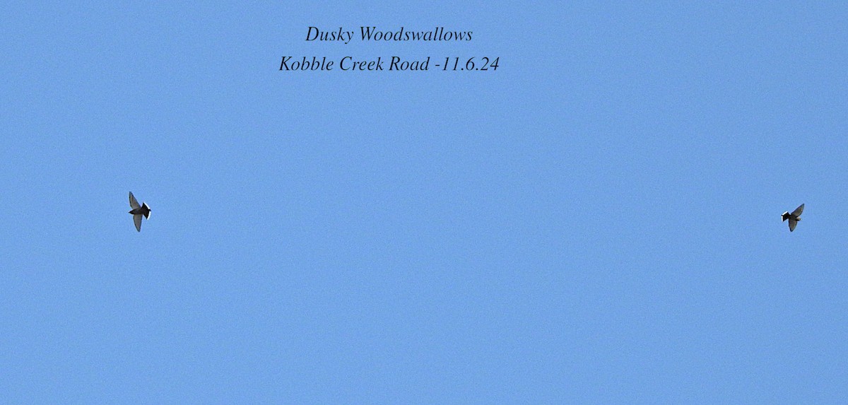 Dusky Woodswallow - ML620286249