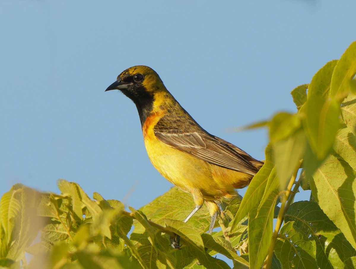 Orchard Oriole - ML620286250