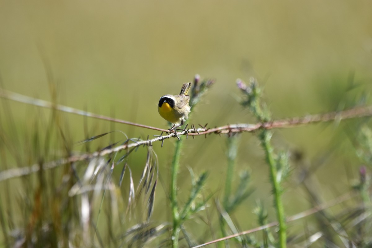 Paruline masquée - ML620286251