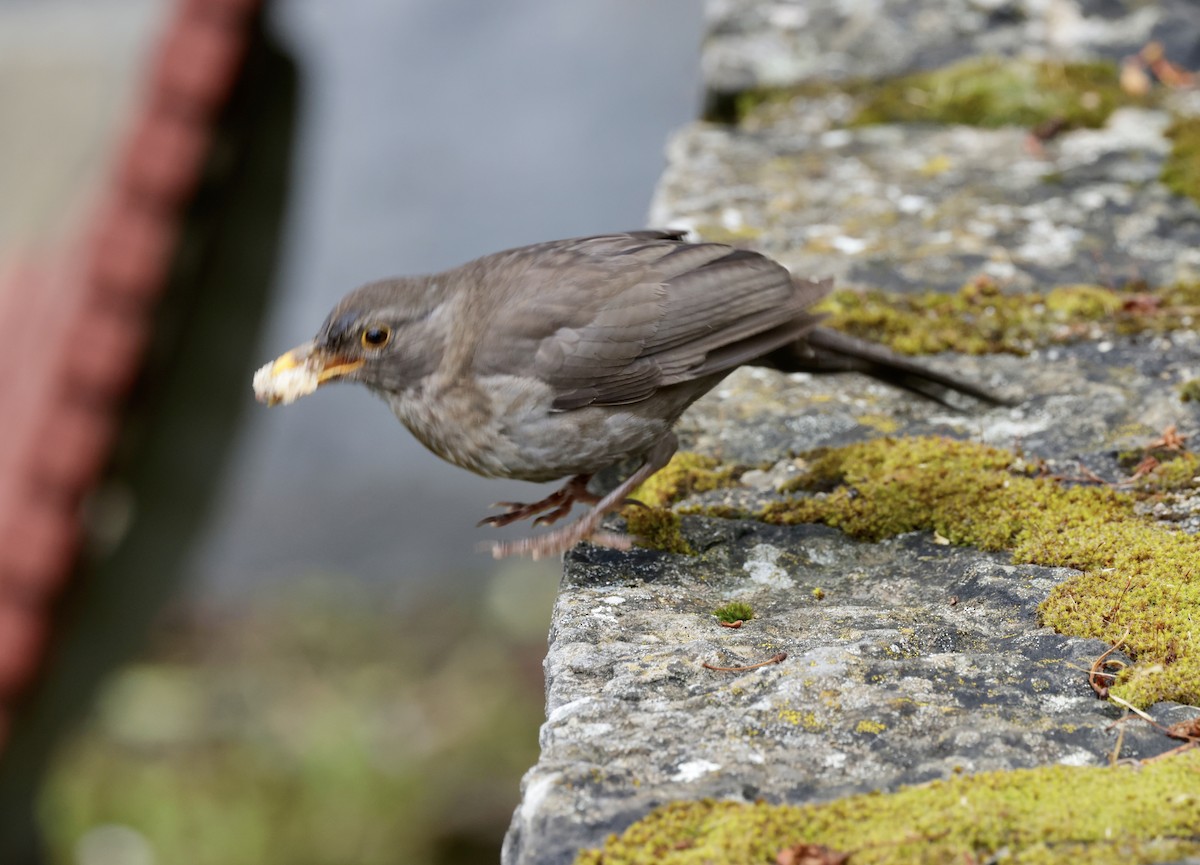 Eurasian Blackbird - ML620286254