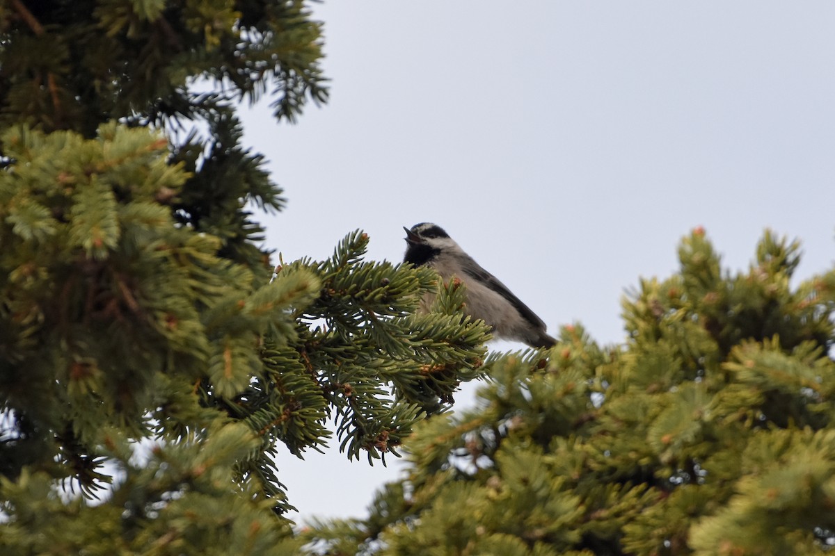 Mountain Chickadee - ML620286256