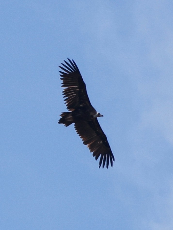 Cinereous Vulture - ML620286261