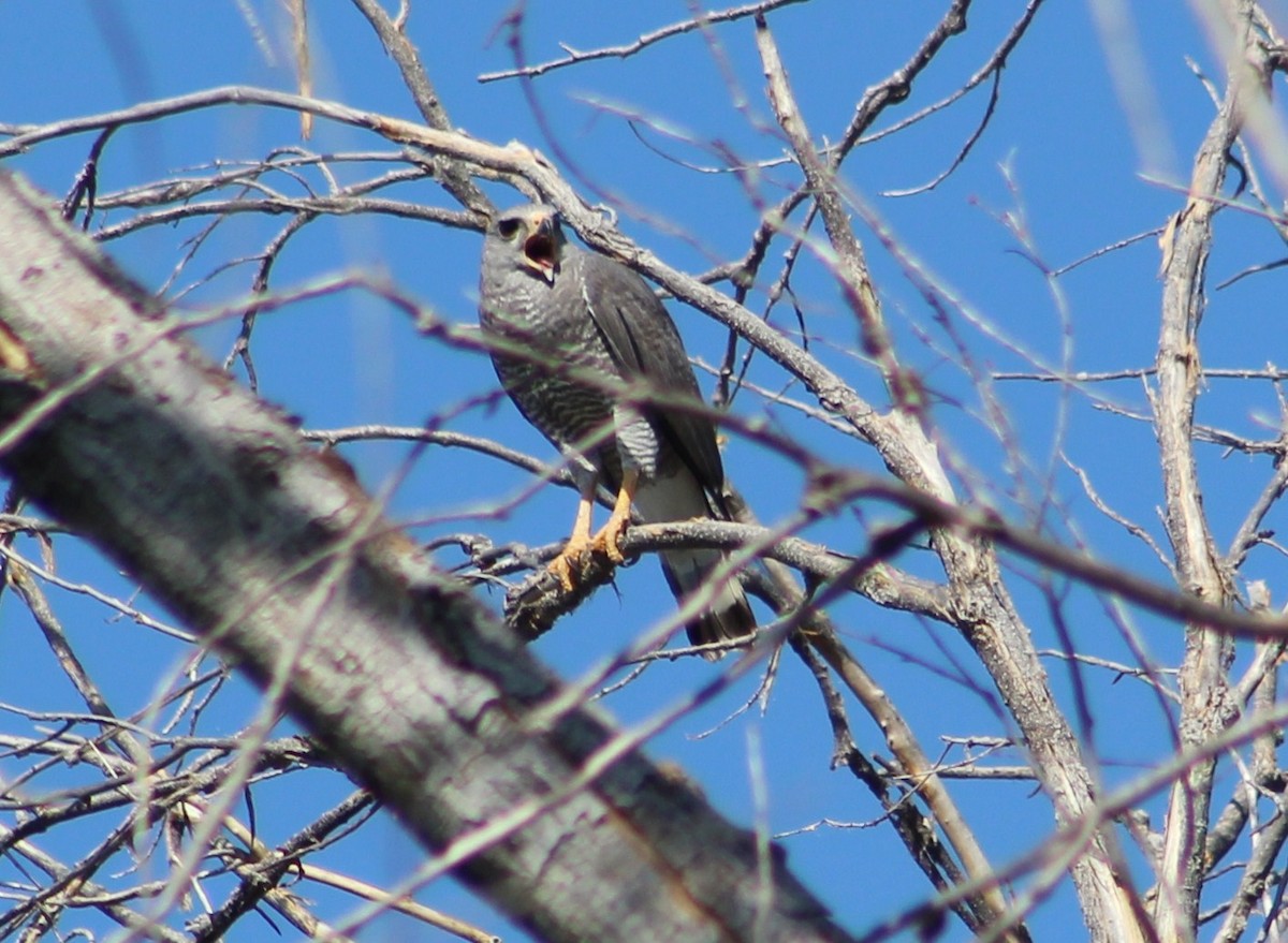 Gray Hawk - ML620286263