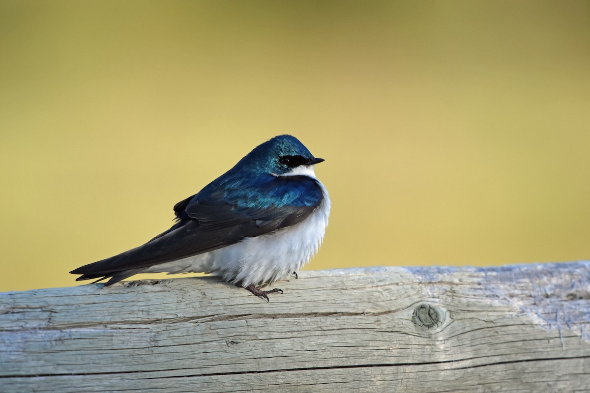 Tree Swallow - ML620286265