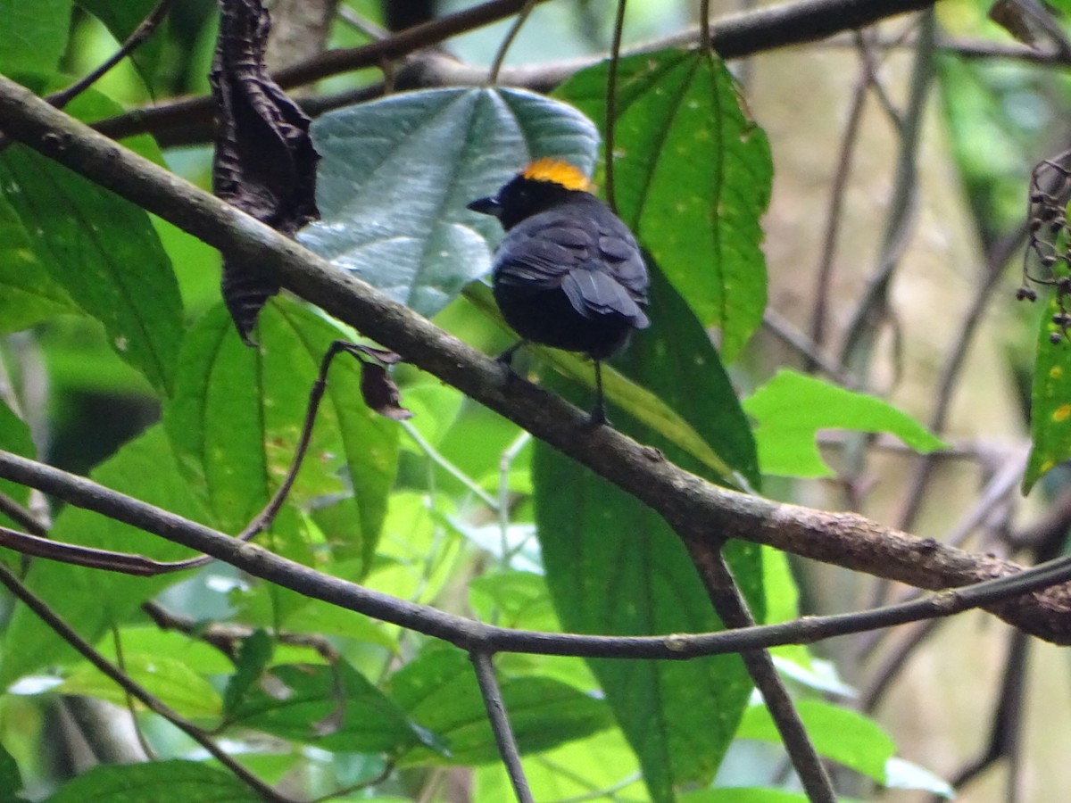 Tawny-crested Tanager - ML620286267