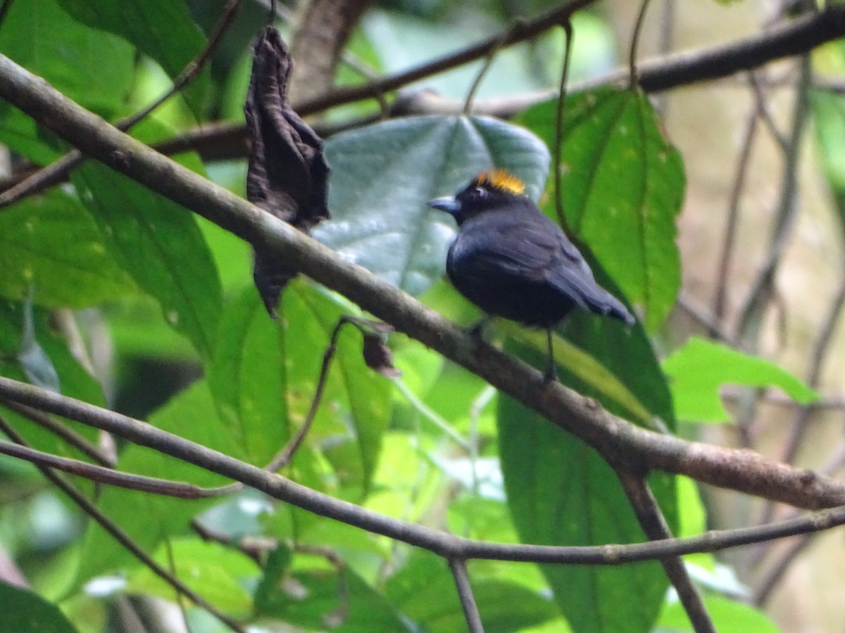 Tawny-crested Tanager - ML620286268