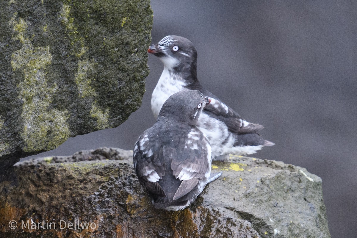 Least Auklet - ML620286269